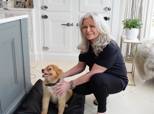 Earthing Pet Bed