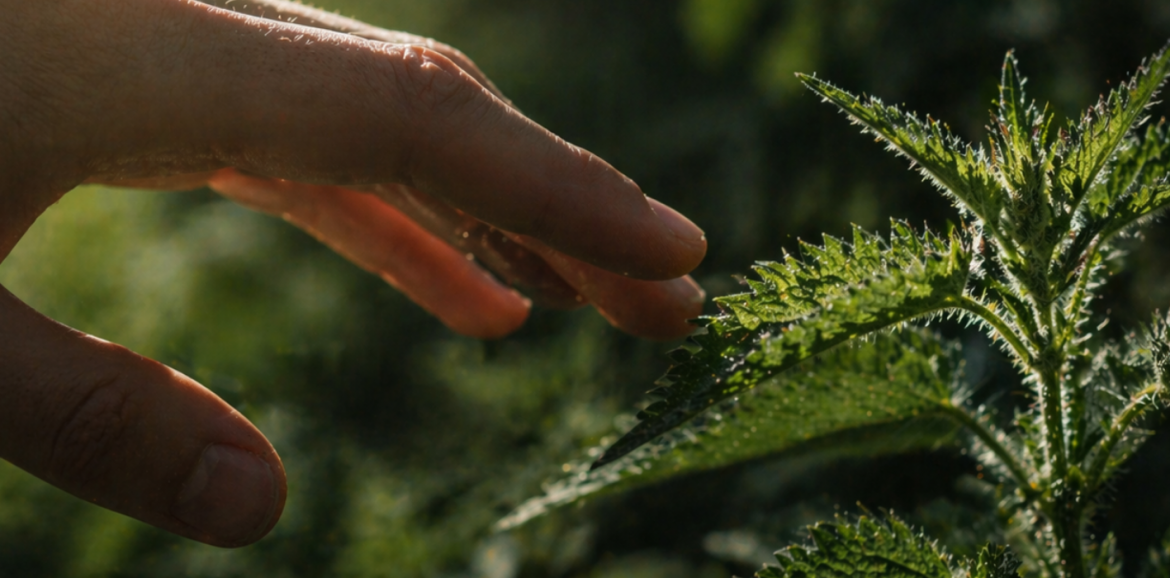 Touching Stinging Nettles