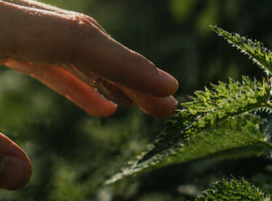 Touching Stinging Nettles